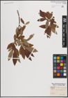 Foto von Salix caprea L. x Salix viminalis L.